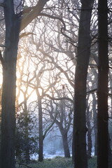 Fototapeta premium Sunlight filters through a misty forest canopy with abundant trees