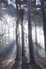 Sunlight filters through a misty forest canopy