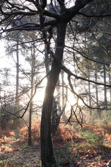 Trees in a forest illuminated by sunlight rays