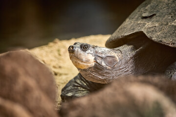 Madagascar shield-footed tortoise (Erymnochelys madagascariensis) resting on ground near rocks