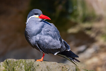 Inca tern (Larosterna inca) perched on a rock