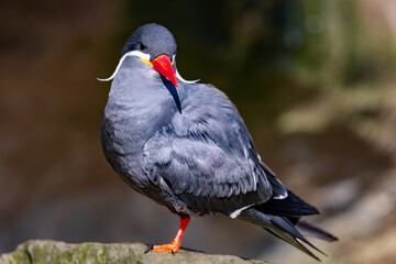 Inca tern (Larosterna inca) perched on a rock