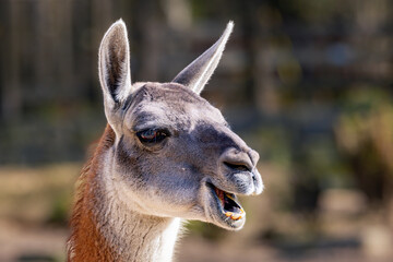 Close-up of a Lama (Lama glama) against a blurred background