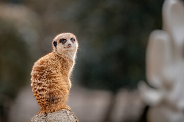 Meerkat perched on a rock with a blurred background