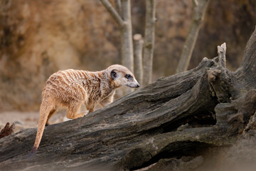 Meerkat stands on a log in the sandy soil