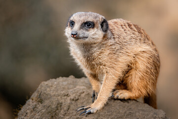 Meerkat perched on a rock with a blurred background