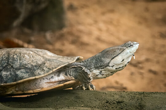 Toad-headed turtle (Phrynops geoffroanus) resting on the group