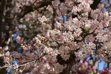 Closeup of flowers blooming on a tree in a garden in Victoria, British Columbia, Canada