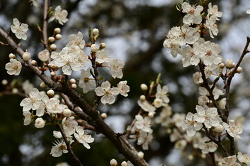 Closeup of flowers blooming on a tree in a garden in Victoria, British Columbia, Canada