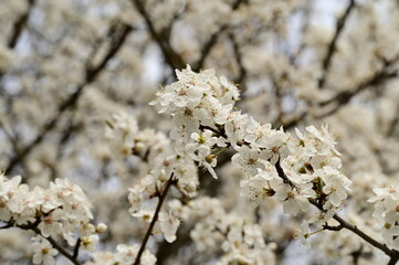 Closeup of flowers blooming on a tree in a garden in Victoria, British Columbia, Canada