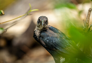 small bird perched on the branch of a tree with leaves