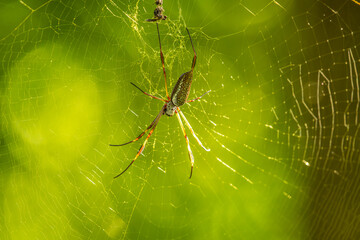 a spider sitting in the middle of its web, with another spider hanging from its