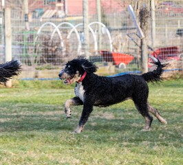 Black dogs playing with a frisbee in a lush green grassy field