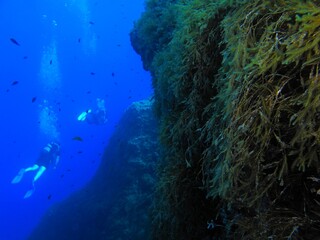 Pair of swimming scuba divers in the deep blue sea. Underwater wall with algae and marine life, photo from scuba diving. Bubbles in the depth, travel picture. Marine life and scuba divers.