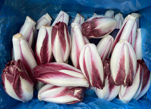chicory