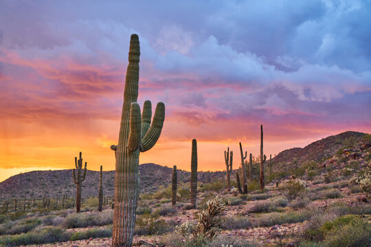Saguaro Cactus at Sunset