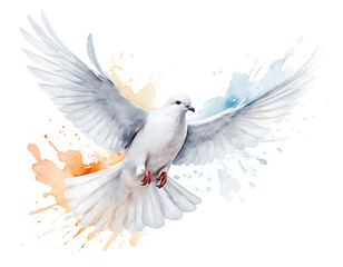 Obraz premium dove of peace , white dove isolated on white, white dove flying in the sky