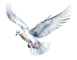 dove of peace , white dove isolated on white, white dove flying in the sky