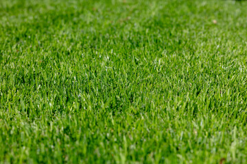 Lush Green Grass Lawn Background, Vibrant Fresh Turf Surface, Sunny Day in the Garden, Nature Outdoors Concept, Perfect Backyard Lawn, Close-up Grass Blades, Spring Summer Season