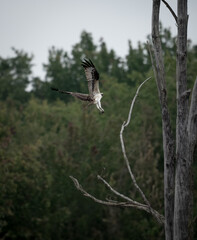 a bird with it's wings spread in the air