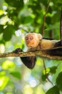 Capuchin monkey