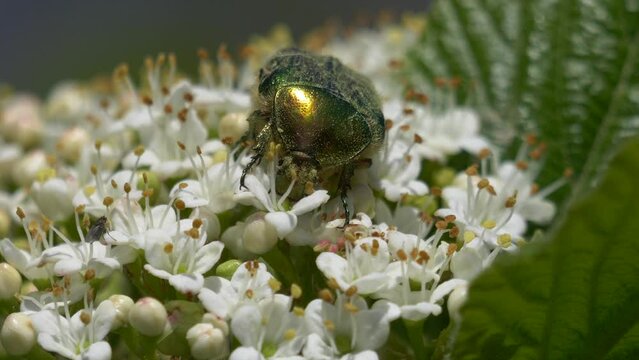 Close-up shot of a green June beetle on a white flower.