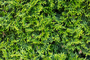 Close-up of Lush Green Cedar Tree Foliage in a Natural Outdoor Setting on a Sunny Day, Emphasizing...