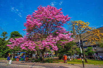 Handroanthus chrysanthus (araguaney or yellow ipê) and Tabebuia rosea, also called pink poui, and...