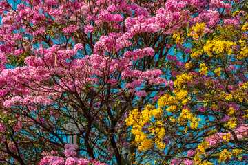 Handroanthus chrysanthus (araguaney or yellow ipê) and Tabebuia rosea, also called pink poui, and...