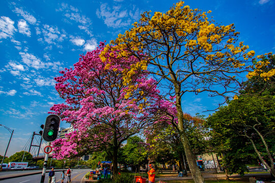 Handroanthus chrysanthus (araguaney or yellow ip&ecirc;) and Tabebuia rosea, also called pink poui, and rosy trumpet tree