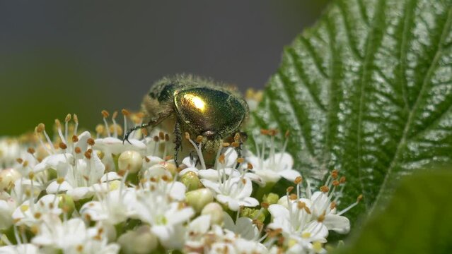 Green June beetle with its proboscis inside a flower, feeding on nectar.