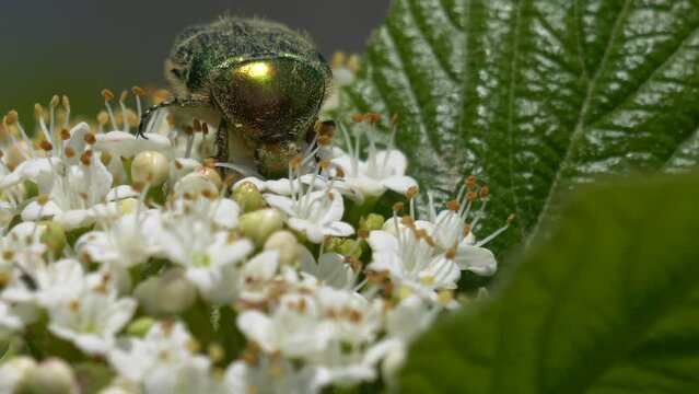 Close up shot of green June beetle with its proboscis inside a white flower, feeding on nectar.