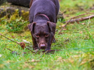 a black and brown dog on leash in green grass near tree stump