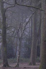 Dense forest with trees and bushes