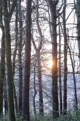 Dense forest with trees and bushes