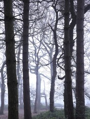 Fototapeta premium Dense forest with trees and bushes
