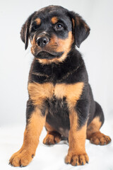 rottweiler puppy on white background