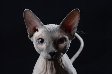 a sphinx cat on a black background