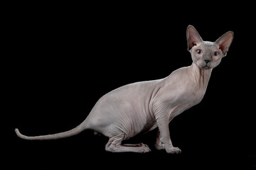 a sphinx cat on a black background