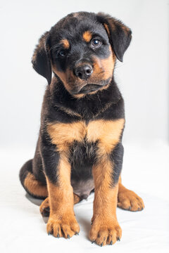 rottweiler puppy on white background