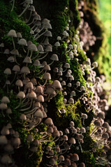 many small mushrooms growing on tree trunk in forest close up, abstract natural backdrop. fairytale...