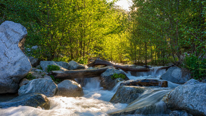 river in the forest
