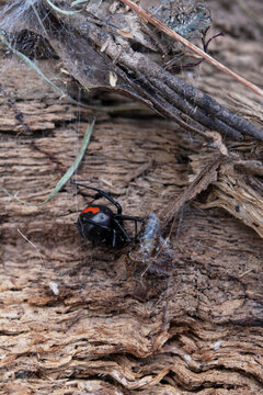 Australian Redback Poisonous Spider