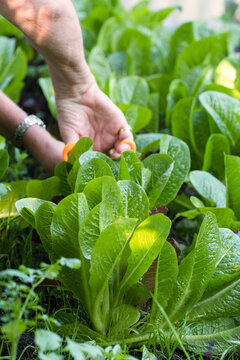 Fresh Baby COs lettuce being harvested