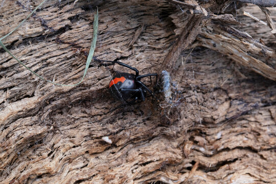 Australian Redback Poisonous Spider
