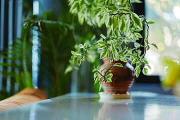 Green potted plant on table in front of window with chair in background in cozy interior room...