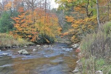 Autumn forest with a calm river surrounded by colorful trees in Bear Creek, Garrett County Maryland