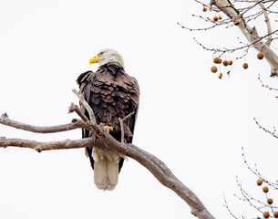 a eagle sitting on a branch with some fruit in the background