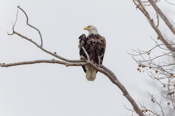 a bald eagle sits in a bare tree next to branches