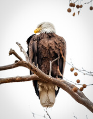 an eagle perched on a tree branch in the cold weather